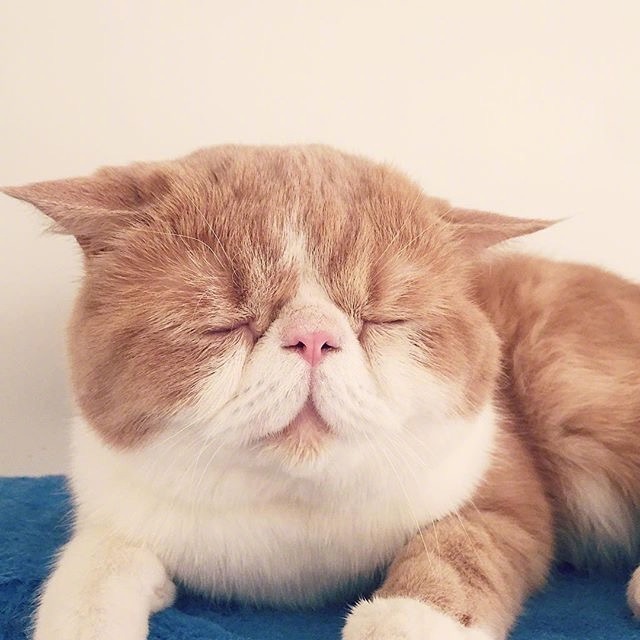 萌宠猫咪图片_大脸猫喵星人睡觉图片