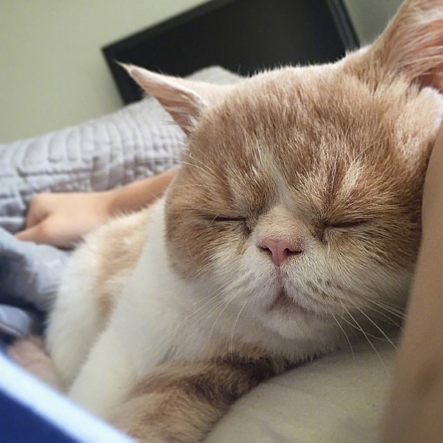 萌宠猫咪图片_大脸猫喵星人睡觉图片