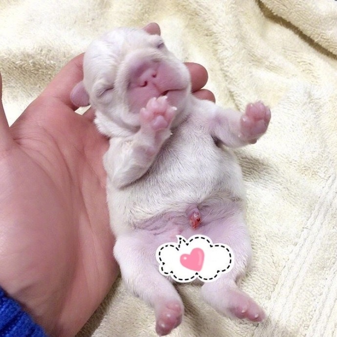 萌宠狗狗图片_法国斗牛犬小奶狗图片