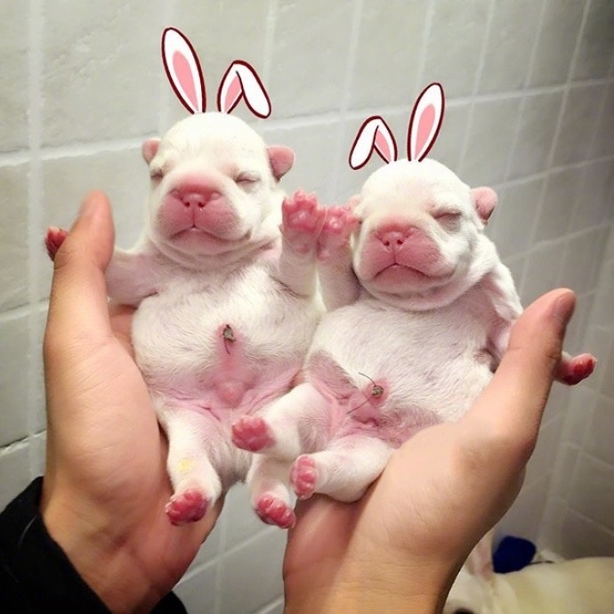 萌宠狗狗图片_法国斗牛犬小奶狗图片