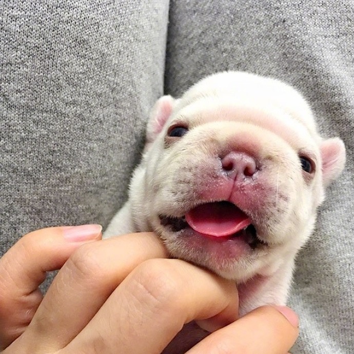 萌宠狗狗图片_法国斗牛犬小奶狗图片