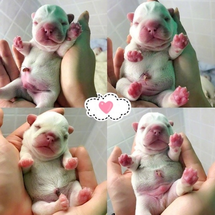 萌宠狗狗图片_法国斗牛犬小奶狗图片