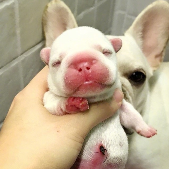 萌宠狗狗图片_法国斗牛犬小奶狗图片