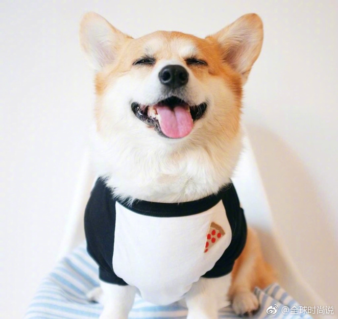 萌宠狗狗图片_柯基犬的微笑图片太治愈了