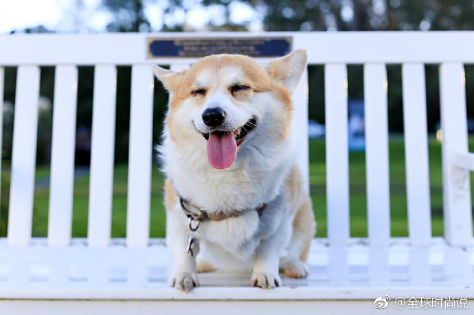 萌宠狗狗图片_柯基犬的微笑图片太治愈了