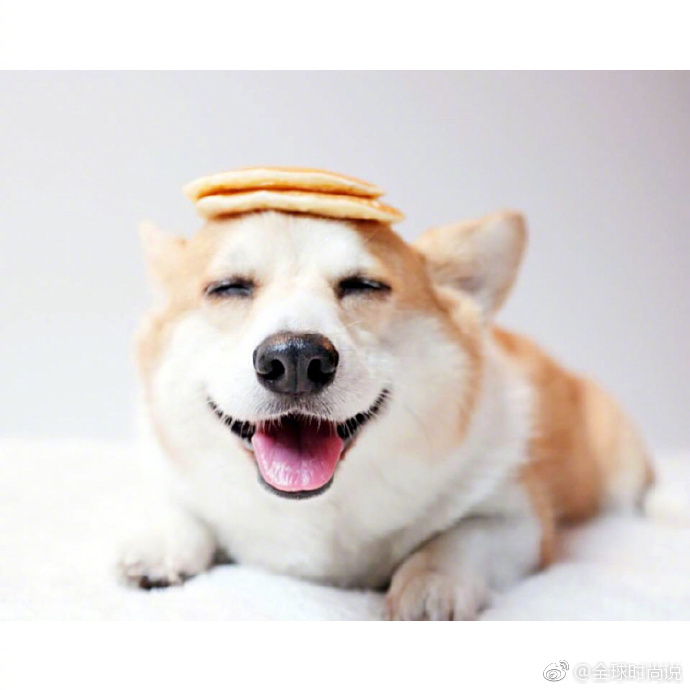 萌宠狗狗图片_柯基犬的微笑图片太治愈了
