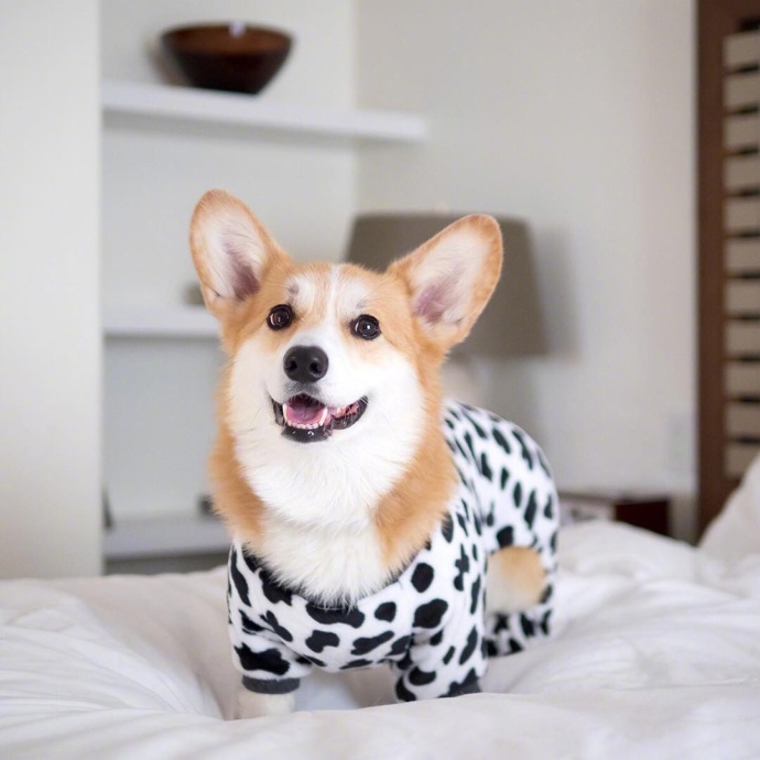 萌宠狗狗图片_蠢萌二货柯基犬图片