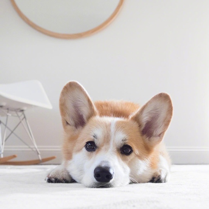 萌宠狗狗图片_蠢萌二货柯基犬图片