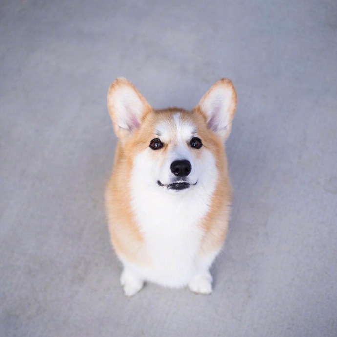 萌宠狗狗图片_蠢萌二货柯基犬图片