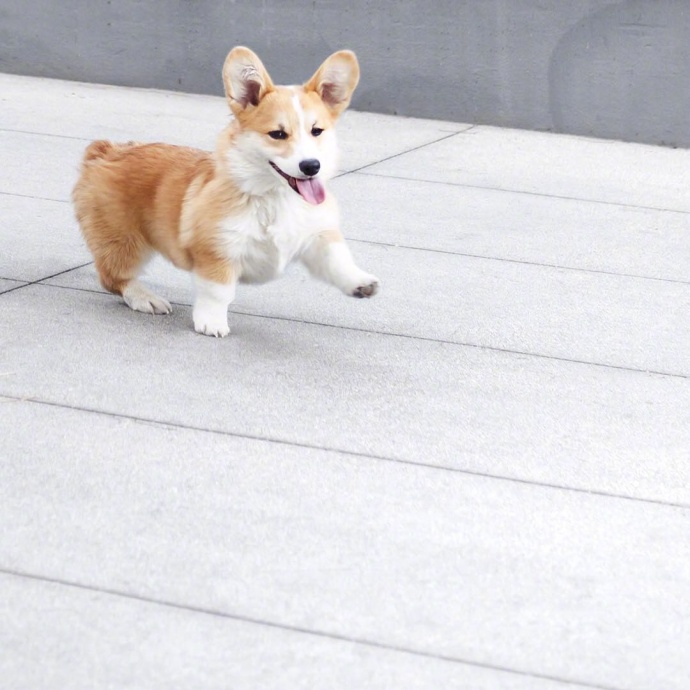 萌宠狗狗图片_蠢萌二货柯基犬图片