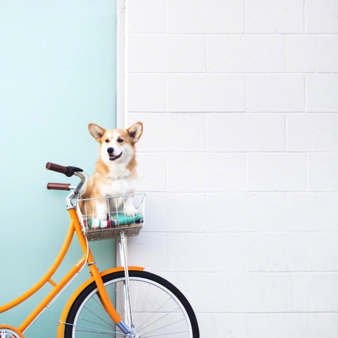 萌宠狗狗图片_蠢萌二货柯基犬图片