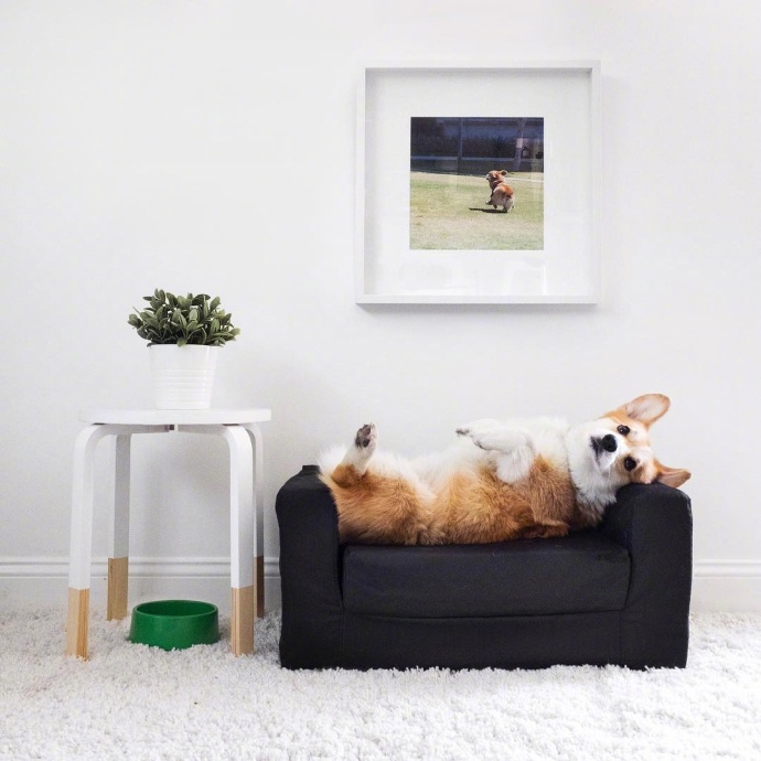 萌宠狗狗图片_蠢萌二货柯基犬图片