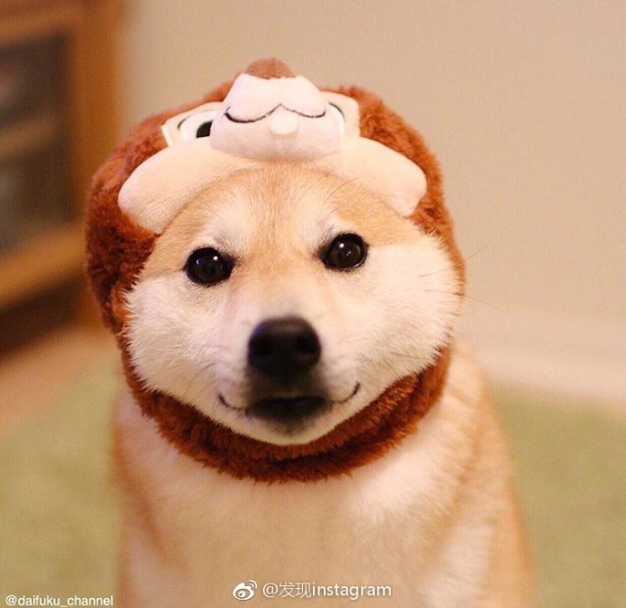 萌宠狗狗图片_玩具堆里的柴犬蠢萌图片