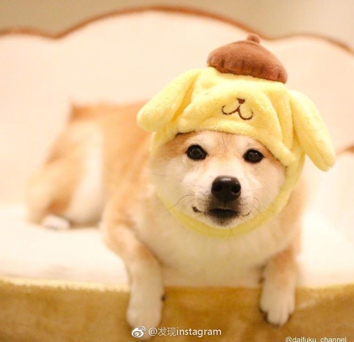萌宠狗狗图片_玩具堆里的柴犬蠢萌图片