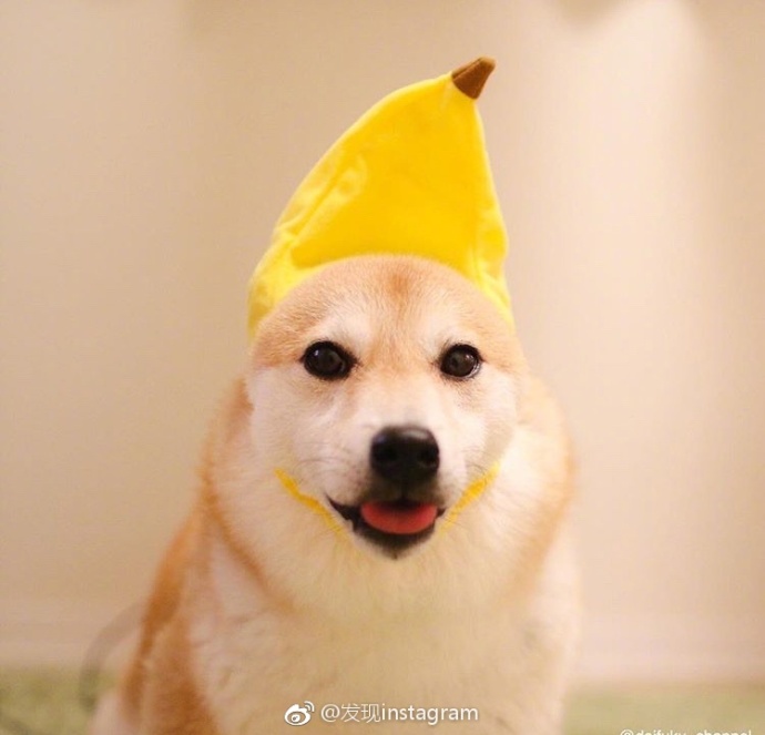 萌宠狗狗图片_玩具堆里的柴犬蠢萌图片