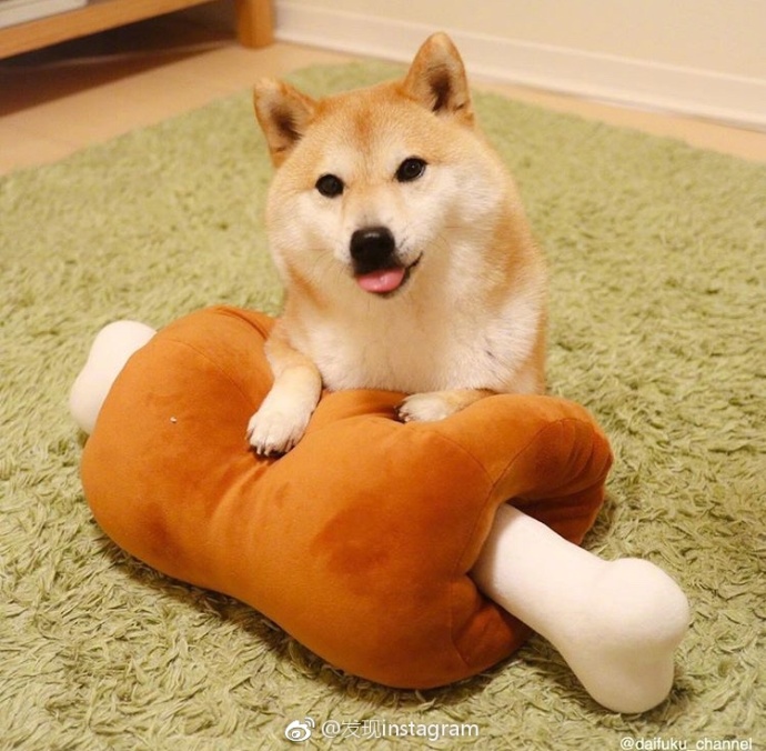 萌宠狗狗图片_玩具堆里的柴犬蠢萌图片