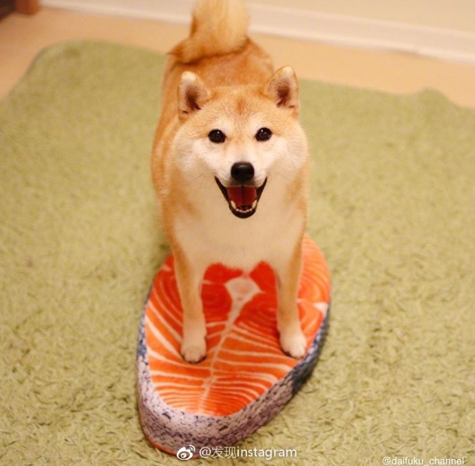 萌宠狗狗图片_玩具堆里的柴犬蠢萌图片