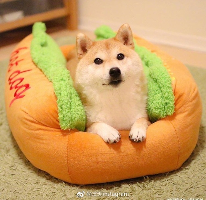 萌宠狗狗图片_玩具堆里的柴犬蠢萌图片