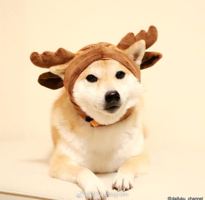 萌宠狗狗图片_玩具堆里的柴犬蠢萌图片