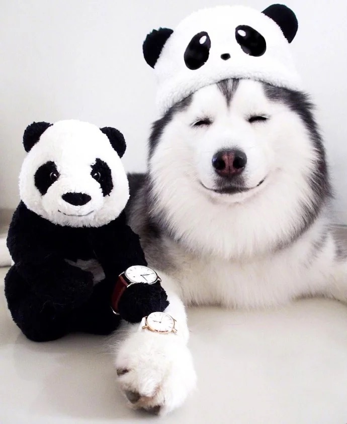 萌宠狗狗图片_哈士奇蠢萌图片一天正能量满满