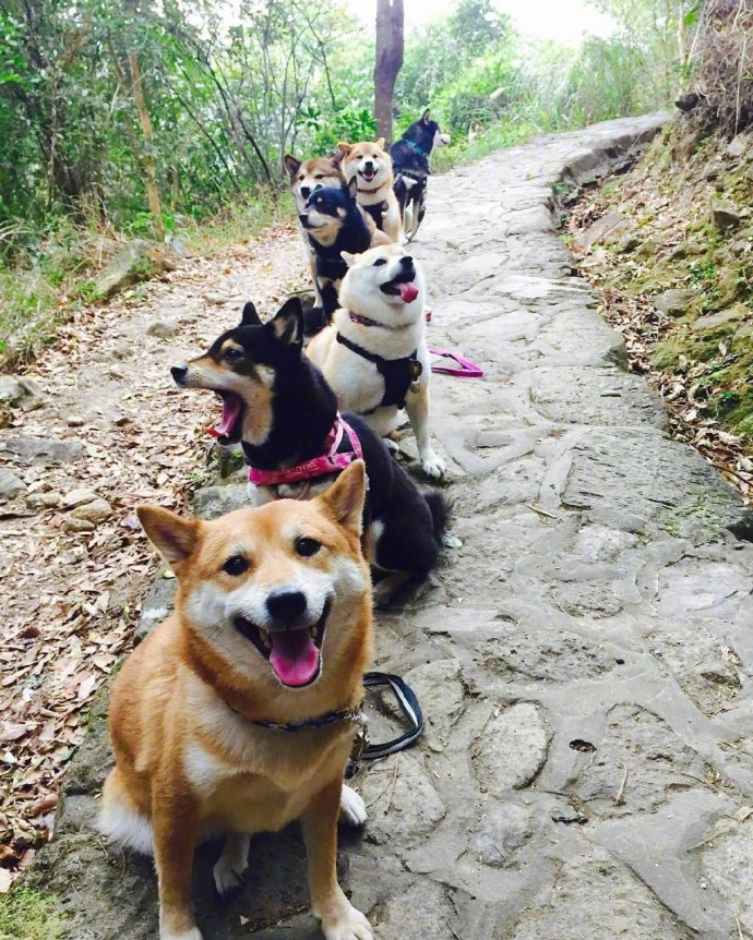 萌宠狗狗图片_柴犬们的聚会郊游