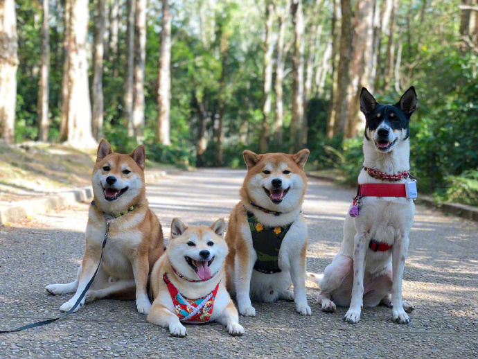萌宠狗狗图片_柴犬们的聚会郊游
