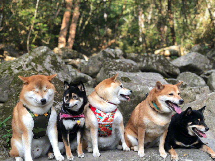 萌宠狗狗图片_柴犬们的聚会郊游