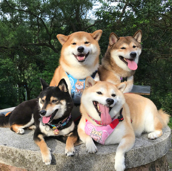 萌宠狗狗图片_柴犬们的聚会郊游