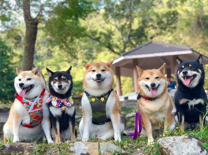 萌宠狗狗图片_柴犬们的聚会郊游