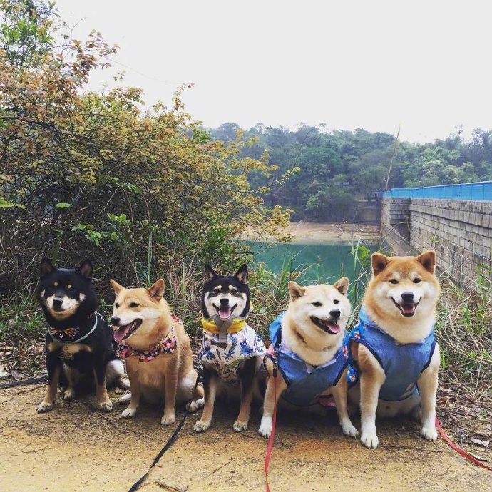 萌宠狗狗图片_柴犬们的聚会郊游