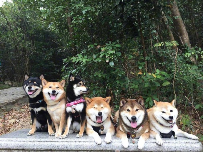 萌宠狗狗图片_柴犬们的聚会郊游