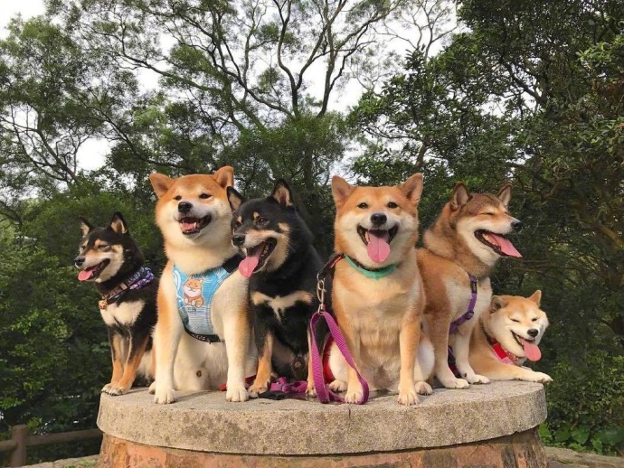 萌宠狗狗图片_柴犬们的聚会郊游