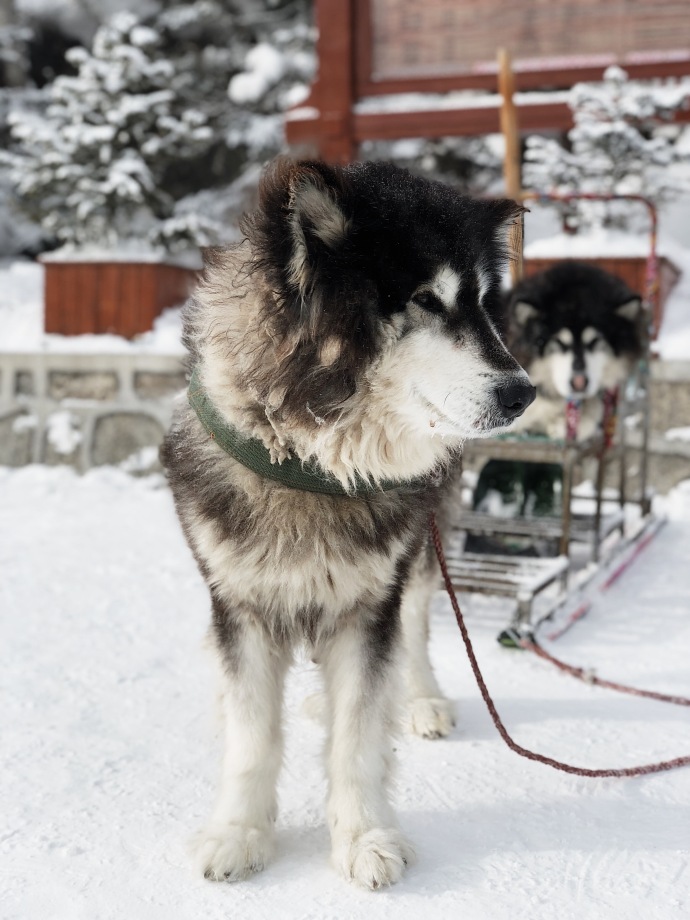 哈尔滨雪乡童话王国风景图片