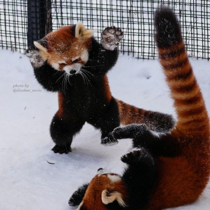 円山动物园里的小熊猫雪天里可爱图片