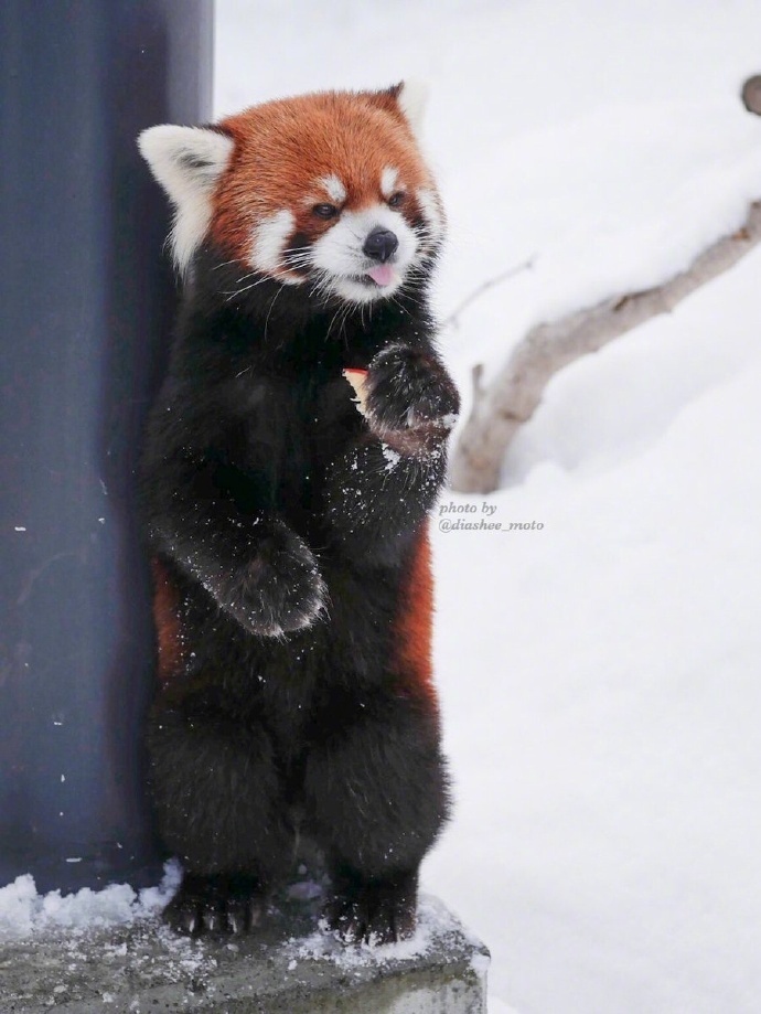 円山动物园里的小熊猫雪天里可爱图片