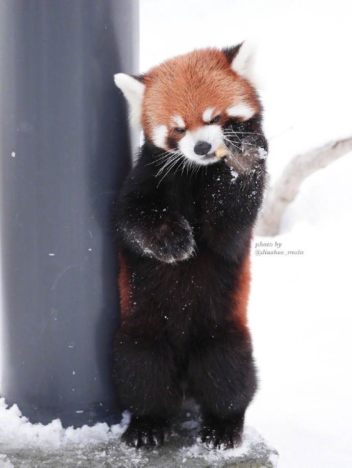 円山动物园里的小熊猫雪天里可爱图片