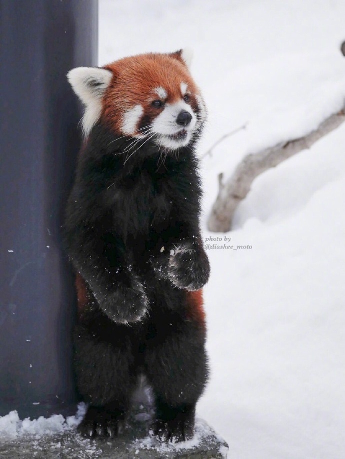 円山动物园里的小熊猫雪天里可爱图片