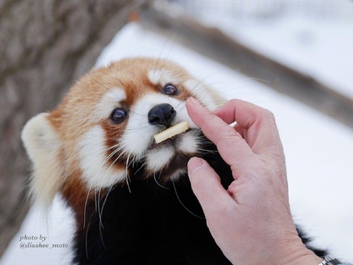 円山动物园里的小熊猫雪天里可爱图片
