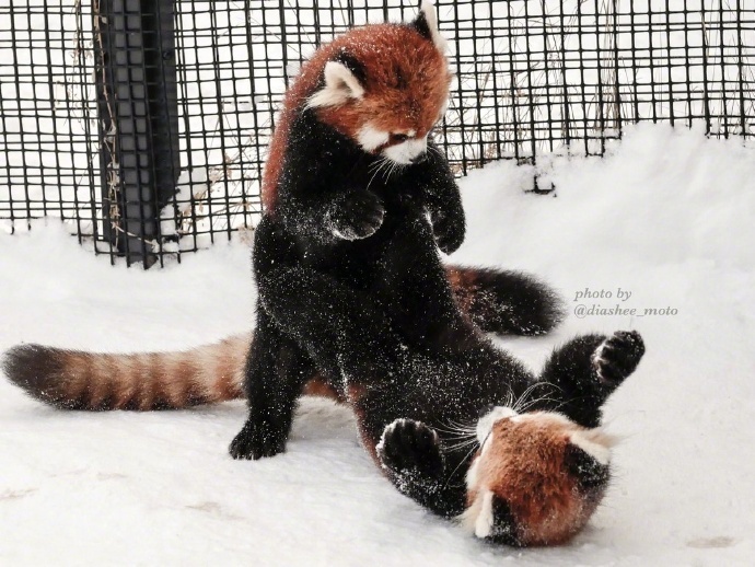円山动物园里的小熊猫雪天里可爱图片