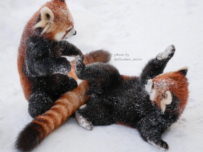 円山动物园里的小熊猫雪天里可爱图片