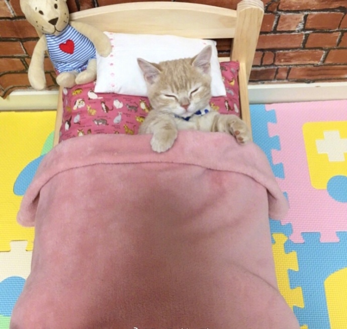 萌宠喵星人图片_一只赖床小猫咪图片 血槽被萌空