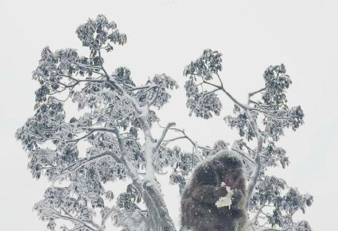 峨眉山风景图片_峨眉山雪中人独行,总是宁静中多