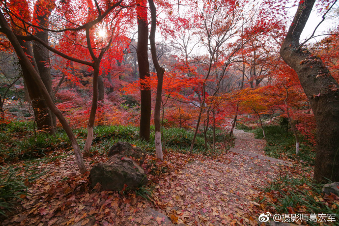 2017年秋摄于栖霞山红色枫叶图片_夕日红霞秋景