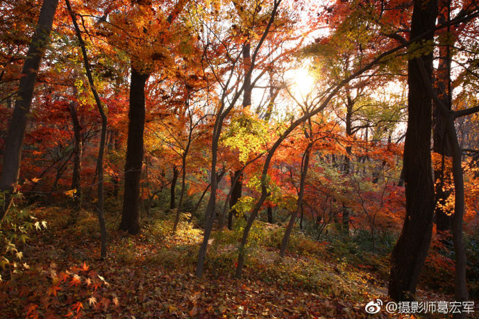 2017年秋摄于栖霞山红色枫叶图片_夕日红霞秋景