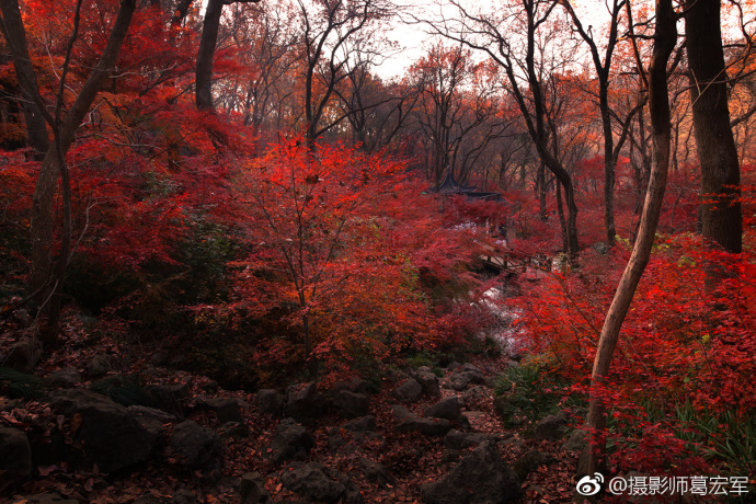 2017年秋摄于栖霞山红色枫叶图片_夕日红霞秋景