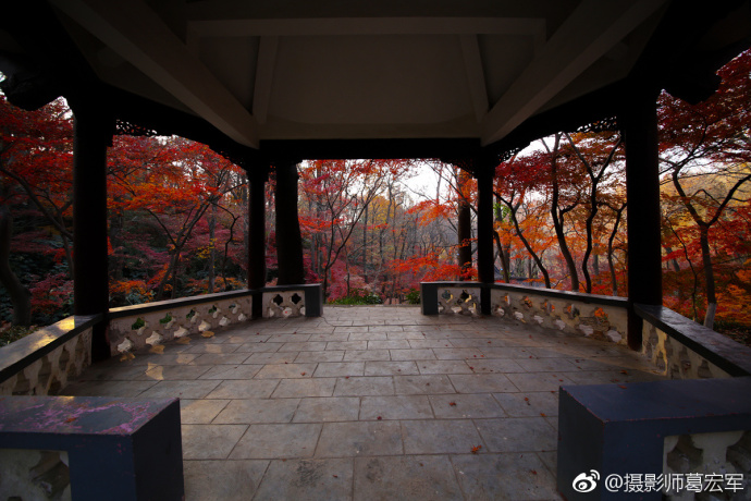 2017年秋摄于栖霞山红色枫叶图片_夕日红霞秋景