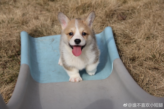 萌宠狗狗图片_小短腿柯基犬图片