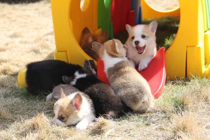 萌宠狗狗图片_小短腿柯基犬图片