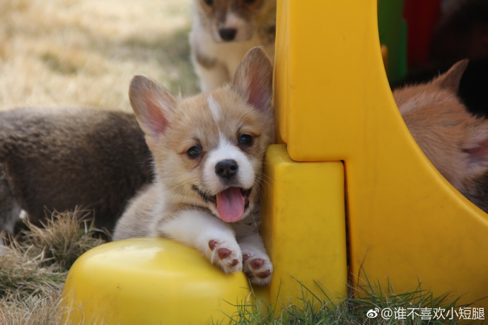 萌宠狗狗图片_小短腿柯基犬图片
