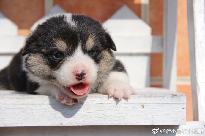 萌宠狗狗图片_小短腿柯基犬吐舌卖萌图片